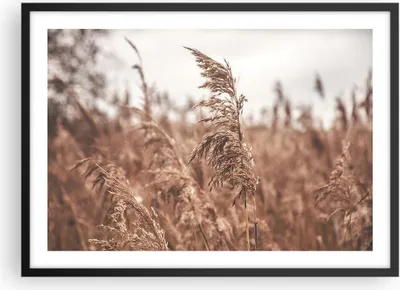 Produktbild von Gerahmtes Poster - Schwarzer Rahmen - Zuckerrohr Wiese Boho - 70x50 cm - Wand Bild - Wanddeko - Wandbilder - Kunstposter - Wandposter - Bilderrahmen - Bilder - Kunstdruck - P2BAA70x50-4709