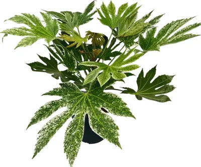 Obrázek produktu pro Prodara japonská FloraSelf Fatsia japonica 'Spiderweb' výška 40-50 cm květináč 5 l