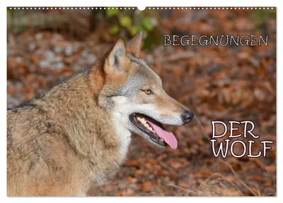 Produktbild von Begegnungen DER WOLF (Wandkalender 2027 DIN A2 quer), CALVENDO Monatskalender