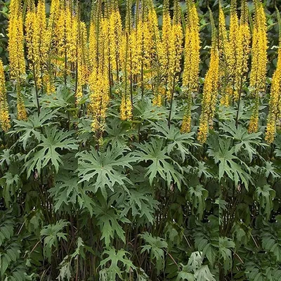 Obrázok produktu pre 6 x cibuľky sviečok - Ligularia przewalskii | kvetináč 9cm x 9cm