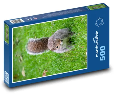 Zdjęcie produktu dla Puzzle 500 Wiewiórka na Zielonej Łące - martinpuzzle