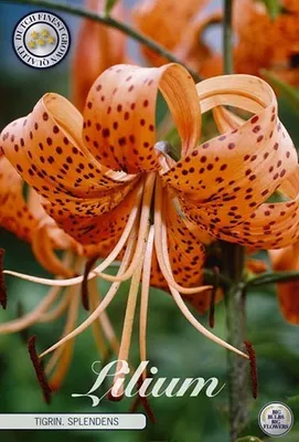 Produktbild von Lilie "Tigrinum Splendens" (2 Stück) Gr. 16/18, Blumenzwiebeln