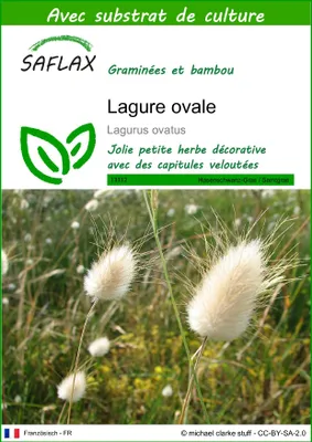 Image de SAFLAX  - Lagure ovale - 100 graines - Avec substrat - Lagurus