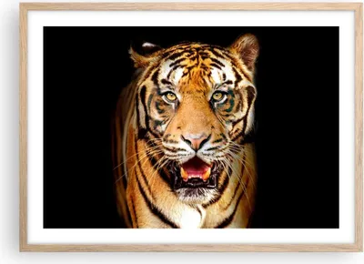 Produktbild von Gerahmtes Poster - Rahmen in heller Eiche - tiger tier - 70x50 cm - Wand Bild - Wanddeko - Wandbilder - Kunstposter - Wandposter - Bilderrahmen - Bilder - Kunstdruck - Wandbild - P2NAA70x50-4103