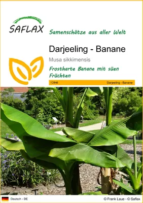 Produktbild von SAFLAX - Darjeeling - Banane - Musa sikkimensis - 5 Samen
