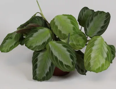 Immagine prodotto di Maranta Leuconeura 'Silver Band' ca. 30 cm Radice di freccia - Pianta d'appartamento - Pianta verde