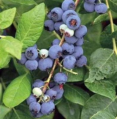 Zdjęcie produktu dla Vaccinium corymbosum 'Northland' - Borówka amerykańska 'Northland' | 30-40 cm w doniczce