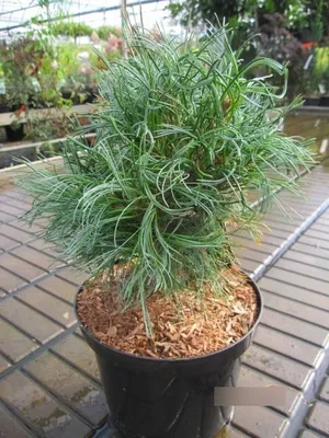 Produktbild von Pinus strobus Green Twist - Weymouthskiefer Green Twist - 40-60