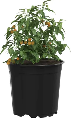 Produktbild von （Robust Möbel） Blumentopf 50 pcs - Montage erforderlich - Schwarz Ø 15 x 13cm Kunststoff - Beete CL298984 - Beete