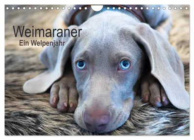 Produktbild von Weimaraner - Ein Welpenjahr (Wandkalender 2027 DIN A4 quer), CALVENDO Monatskalender