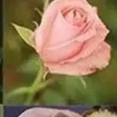Produktbild von 50 Stück Seltene Rosenblumensamen – Exklusive Zierpflanze für Garten & Dekoration