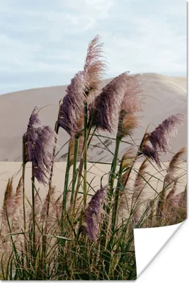 Produktbild von MuchoWow® Poster Pampasgras - Sand - Pflanzen - Düne 40x60 cm - Plakate für die Wand - Poster Babyzimmer