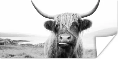 Produktbild von MuchoWow® Poster Tiere - Schottischer Highlander - Kuh - Schwarz - Weiß 120x60 cm - Bild