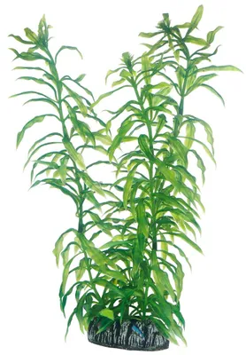 Zdjęcie produktu dla Hobby Heteranthera - 25 cm - sztuczna roślina akwariowa