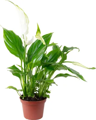 Produktbild von Spathiphyllum Pflanze 15 cm, weiße Friedenslilie, luftreinigend, für Wohnzimmer