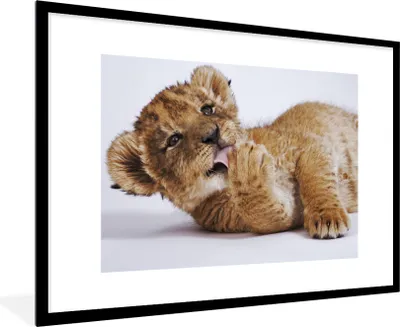 Produktbild von MuchoWow® Gerahmtes Poster Löwe - Weiß - Tiere 90x60 cm - Poster mit Schwarzem Bilderrahmen Wandposter Rahmen Foto Bilder - Wanddekoration - Fotos