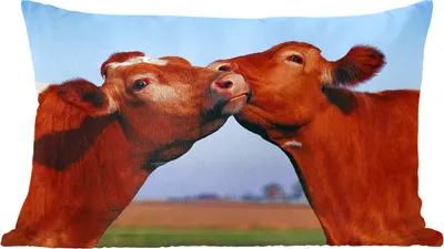 Produktbild von MuchoWow® Zierkissen Sofakissen Wohnzimmer Dekokissen 50x30 cm Kühe - Braun - Gras - Wohnzimmerdekoration - Polster mit Photo