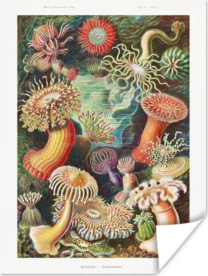 Produktbild von MuchoWow® Poster Ernst Haeckel - Anemone - Retro - Natur - Pflanzen 60x80 cm - Schlafzimmer Dekoration