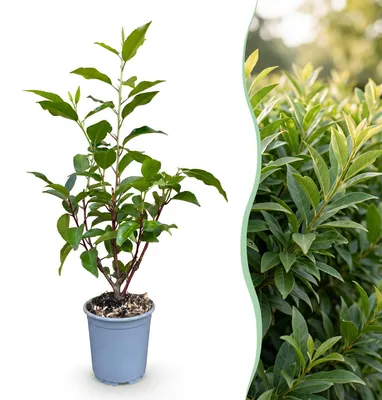 Produktbild von Green boutiQ - 24x Prunus lusitanica Angustifolia - Portugiesischer Lorbeer - Heckenpflanzen - Immergrün - Grün - Topf 9cm - Höhe 25-35cm