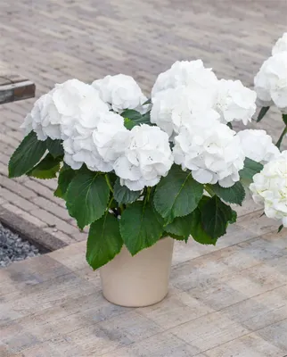 Produktbild von Hydrangea macrophylla 'Schneeball', Hortensie, weiß, 30–40 cm