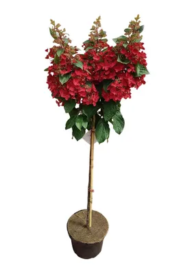 Produktbild von Rispenhortensie, rote Blüten, Hydrangea paniculata‘Wim’s Red’ , Gesamthöhe: 170-180 cm, Stammhöhe: 120 cm