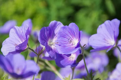 Produktbild von Stauden Gänge 10 x Geranium clarkei 'Kashmir Purple' - Clarkes Storchschnabel - Sommerlicher Blütenteppich mit wildem Flair