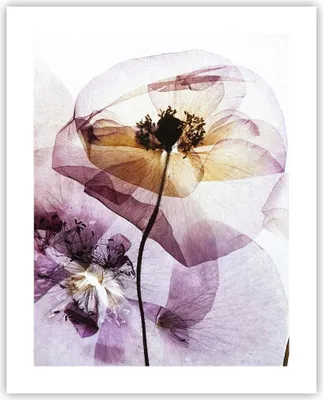 Produktbild von Poster - Poster ohne Rahmen - blume sommer natur - 40x50 cm - Wand Bild - Wanddeko - Wandbilder - Kunstposter - Wandposter - Bilder - Kunstdruck - Wanddekoration - Wandbild - P2XPA40x50-3821