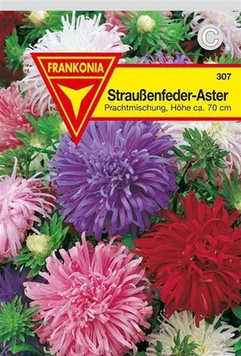 Produktbild von Astern Straußenfeder