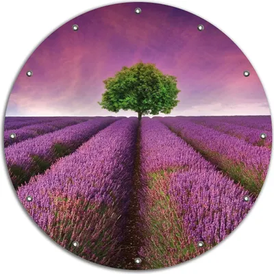 Produktbild von Wallario rundes Outdoor-Poster für Garten oder Balkon, Motiv Lila Blumenfeld, 90 cm Durchmesser