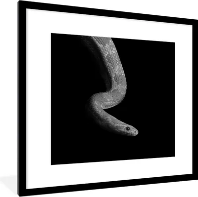Produktbild von MuchoWow® Gerahmtes Poster Tiere - Schlange - Schwarz - Weiß - Porträt 40x40 cm - Poster mit Schwarzem Bilderrahmen Wandposter Rahmen Foto Bilder - Poster - Plakat im Rahmen