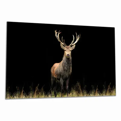 Produktbild von Wallario Herdabdeckplatte aus Glas, Größe 90 x 52 cm 1-teilig, Motiv Stattlicher Rothirsch