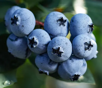 Produktbild von Dehner Bio Heidelbeere Sunshine Blue, ertragreiche Selbstbefruchter-Sorte, insektenfreundlich, 30-50 cm, Ø Topf 13 cm, Beerenstrauch