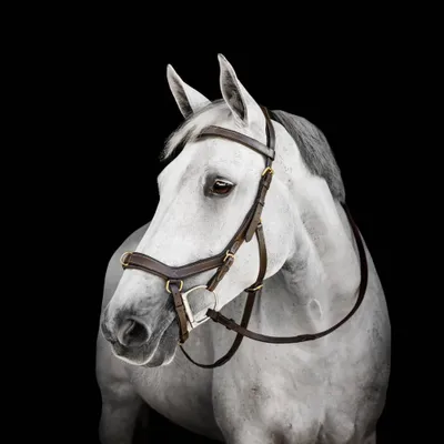 Zdjęcie produktu dla Ogłowie Horseware Micklem Multi