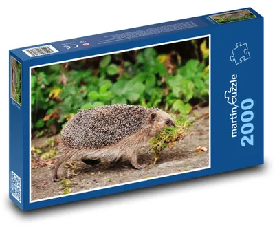 Produktbild von Puzzle 2000 Igel im Wald - martinpuzzle