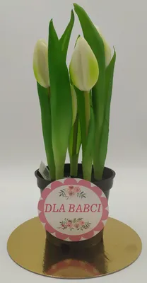 Zdjęcie produktu dla kwiat w doniczce dla babci 24cm TULIPAN M93209 BABCIA