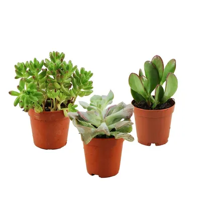 Produktbild von Zynesflora Mini Sukkulenten Mix im Ø 5.5 cm Pflanzentopf - 3 Stück - Succulenten Fettpflanzen Zimmerpflanze Kakteen Kaktus - Höhe: 5-10 cm