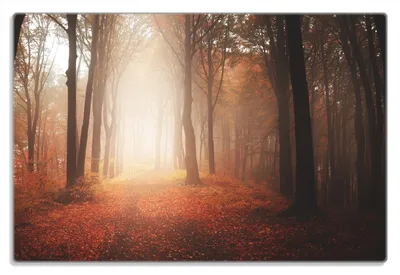 Produktbild von Wallario Frühstücksbrettchen aus Glas 20 x 30 cm mit rutschfesten Füßen, Motiv Herbstwald - Weg zu einer Lichtung im Wald