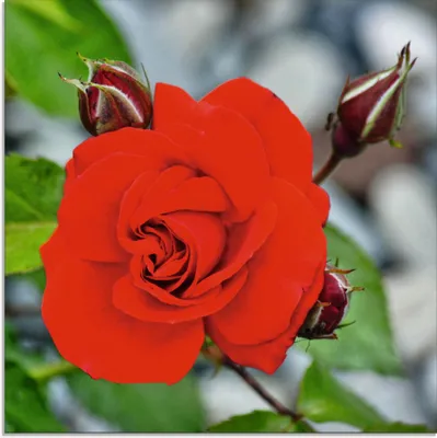Produktbild von ARTland Glasbild Rote Rosenblüte mit Knospen Größe: 40x40 cm