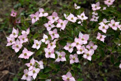 Produktbild von Cornus kousa 'Beni Fuji', Japanischer Blumen-Hartriegel, rosa, 60–80 cm