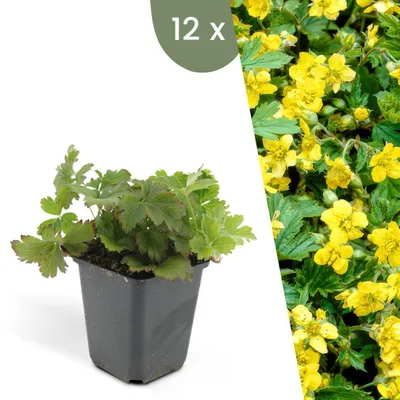 Produktbild von Plants by Frank | 12 Dreiblatt Golderdbeere Pflanzen | Waldsteinia Ternata | Bodendecker | Winterhart | Mehrjährig | Gartenpflanzen