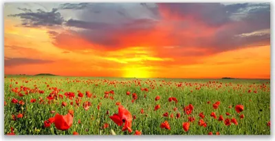 Produktbild von Glasbilder 140x70 Wandbild Druck auf Glas Mohnblumen Sonne Natur