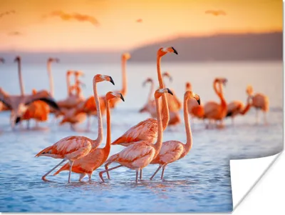 Produktbild von MuchoWow® Poster Flamingo - Tiere - Wasser - Rosa 80x60 cm - Kunst für zu Hause