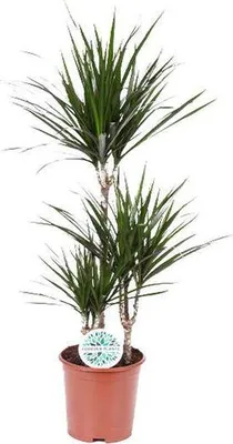 Produktbild von Drachenbaum Dracaena Marginata Zimmerpflanze Ø21cm 95-115cm hoch Halbschatten