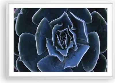 Produktbild von Gerahmtes Poster - Weißer Rahmen - Blau Kaktus Blume - 70x50 cm - Wand Bild - Wanddeko - Wandbilder - Kunstposter - Wandposter - Bilderrahmen - Bilder - Kunstdruck - Wanddekoration - P2WAA70x50-5008