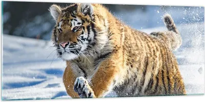 Produktbild von Bilder auf glas - tiger tier - 120x50cm - Glasbilder - Wandbilder - Bilder - Kunstdruck - zum Aufhängen bereit - Wanddekoration aus Glas - Glas Bilder - Wandbild auf Glas - Einteilig - GAB120x50-3928