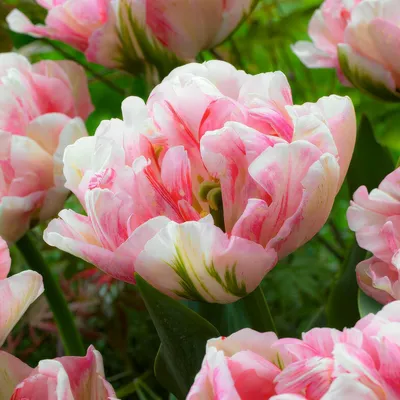 Image de Bulbes de tulipes résistants au froid, vivaces, mélange de couleurs pastel - 25 bulbes de fleurs - Vraies plantes provenant des Pays-Bas - Bulbes de tulipes pour le jardin, les pots et le balcon (gros bulbes, pas de graines, non artificiels)