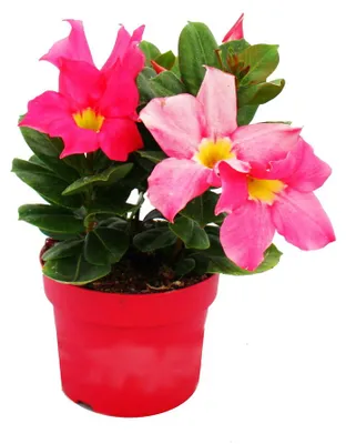 Obrázek produktu pro Dipladenia - Chilský jasmín - 10cm květináč - 1 rostlina - růžová