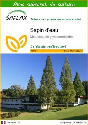Image de SAFLAX  - Sapin d'eau - 60 graines - Avec substrat - Metasequoia