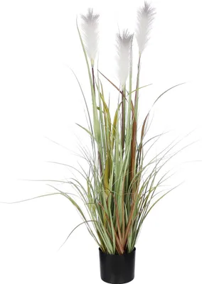 Produktbild von Mica Federgras in Topf braun 115 x 45 cm