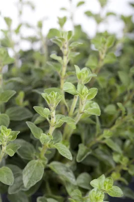 Produktbild von Origanum vulgare, Oregano, aromatisch, ca. 9x9 cm Topf